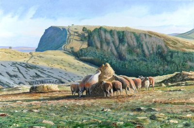 Nourrissage des Moutons - Trevor Neal